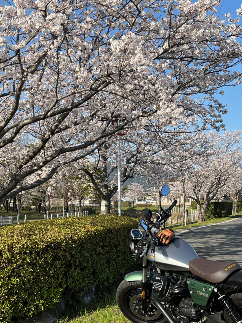 多布施川の桜とV9 Bobber Centenario